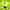 Envi Drip'n 26ml Disposable - Green Apple