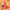 Envi Drip'n 8mL Disposable - Watermelona CG